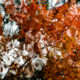 Automnale #2