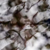 Automnale #6