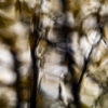 Automnale #10